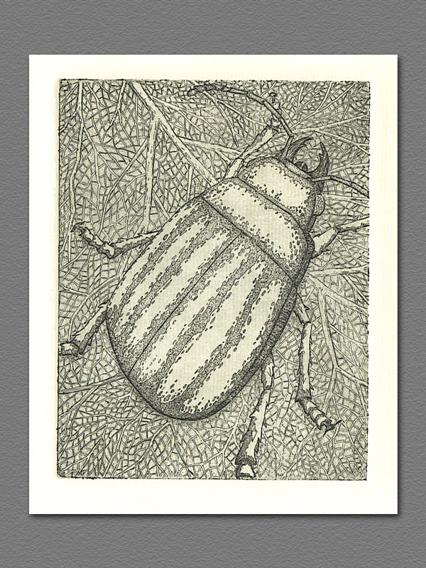 etching - Leaf Beetle